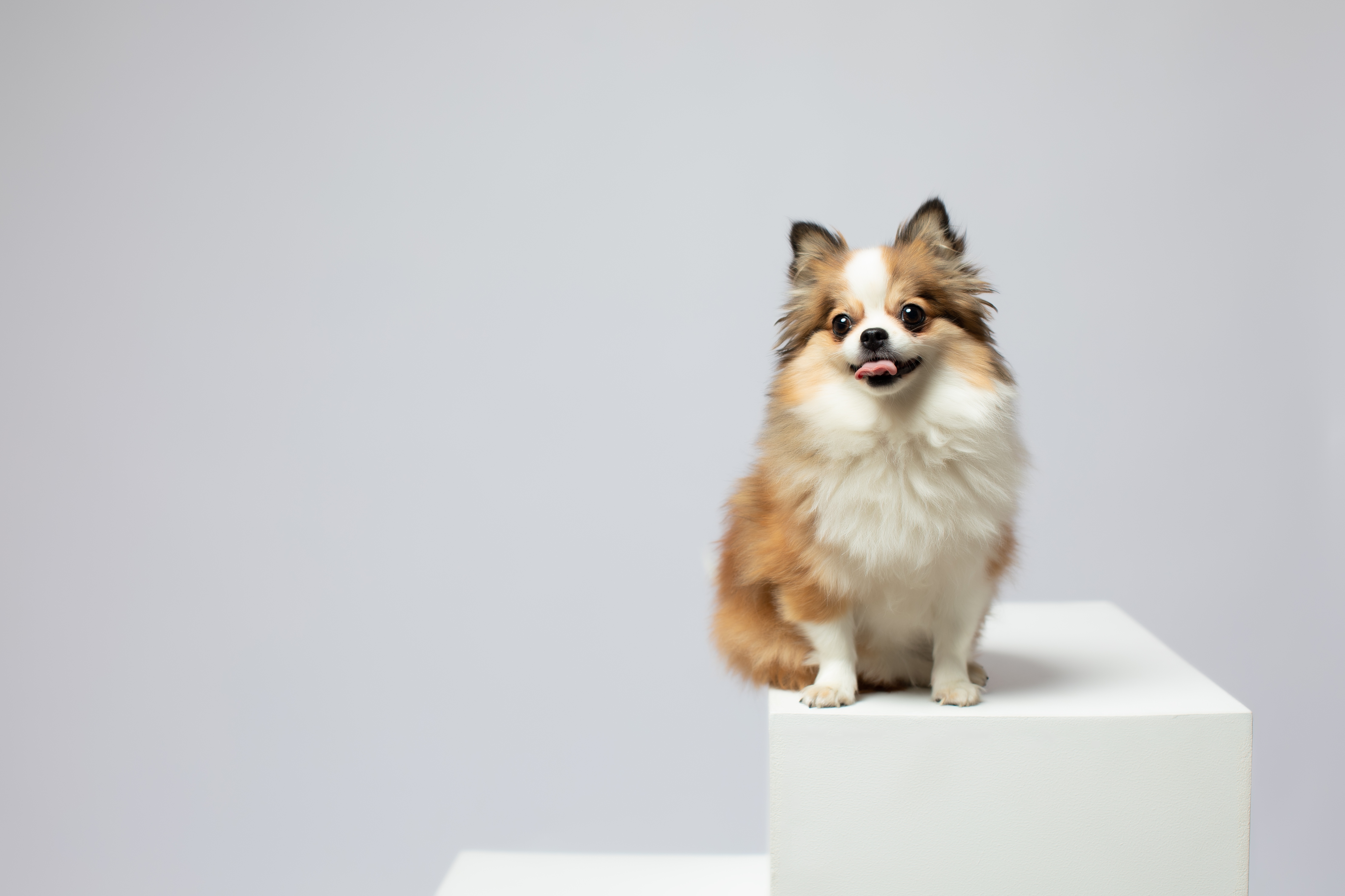 Séance photo chien nice