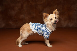 Chien portrait en studio
