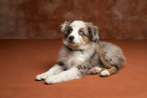 Portrait berger australien en studio