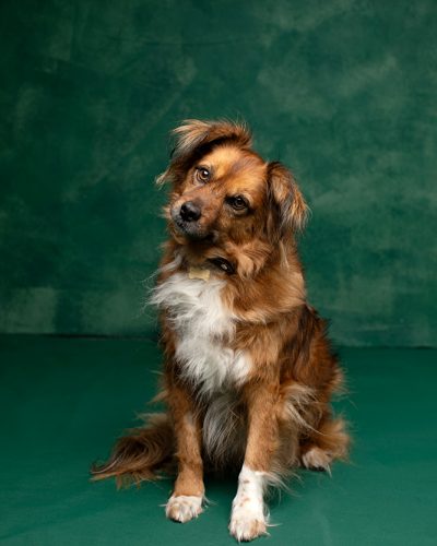 Séance photo chien en studio